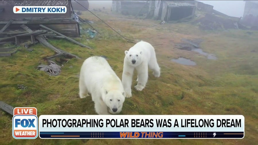 Polar bears move into abandoned Russian weather station