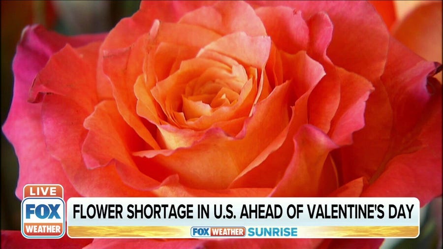 Flower shortage in US ahead of Valentine's Day