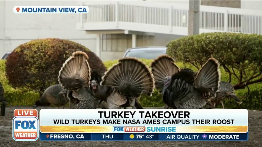 Wild turkeys takeover NASA Ames campus
