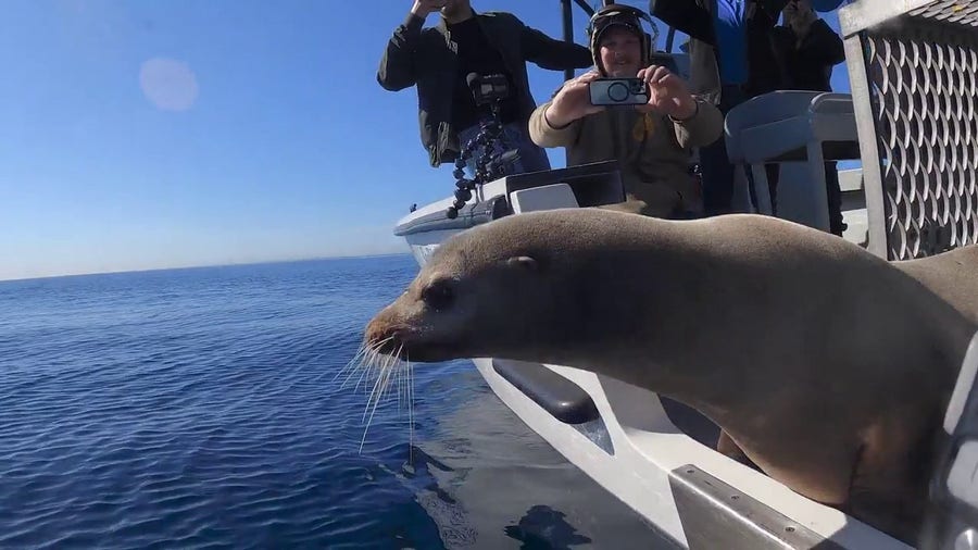 Sea lion who was found roaming a California freeway released back into wild