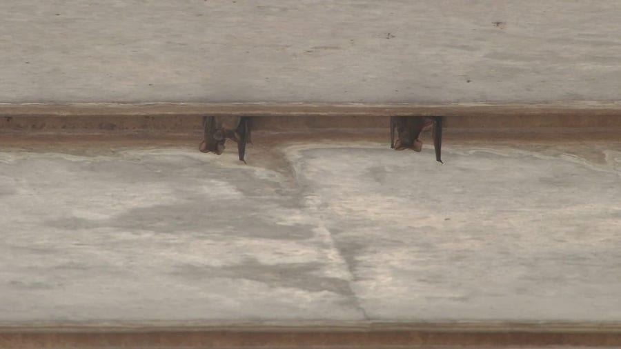 Status of the Waugh Bridge bats in Houston after 2021 freeze