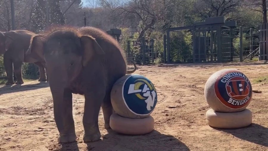 Baby elephant at Fort Worth Zoo 'predicts' Super Bowl win for LA Rams