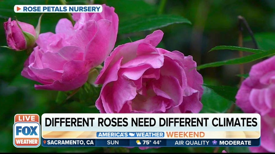 Nurseries start preparing roses a year in advance for Valentine's Day