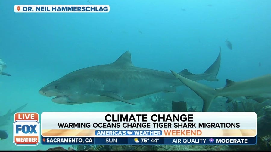 Study suggests warming oceans are changing tiger shark migrations