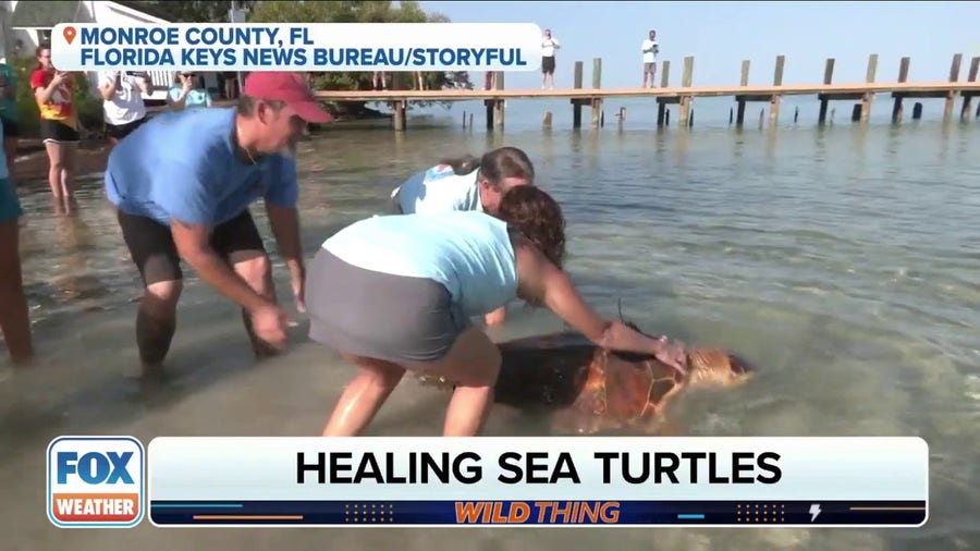 Rescuing 50-year-old sea turtle