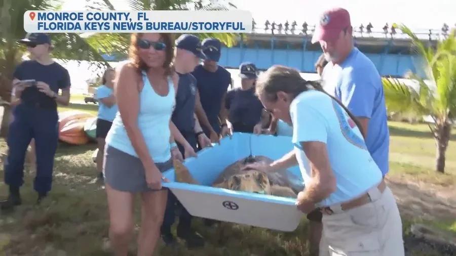 Rescued sea turtle released into wild