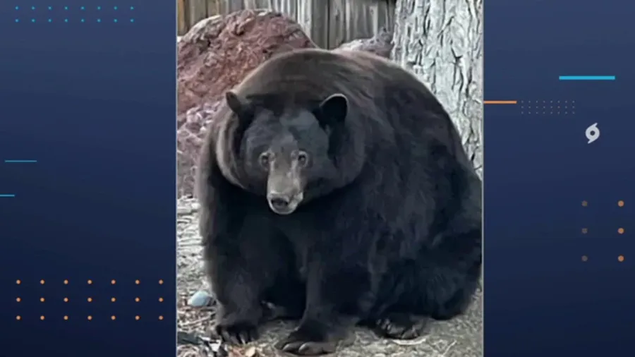 500-pound bear breaks into dozens of Lake Tahoe homes in hunt for food