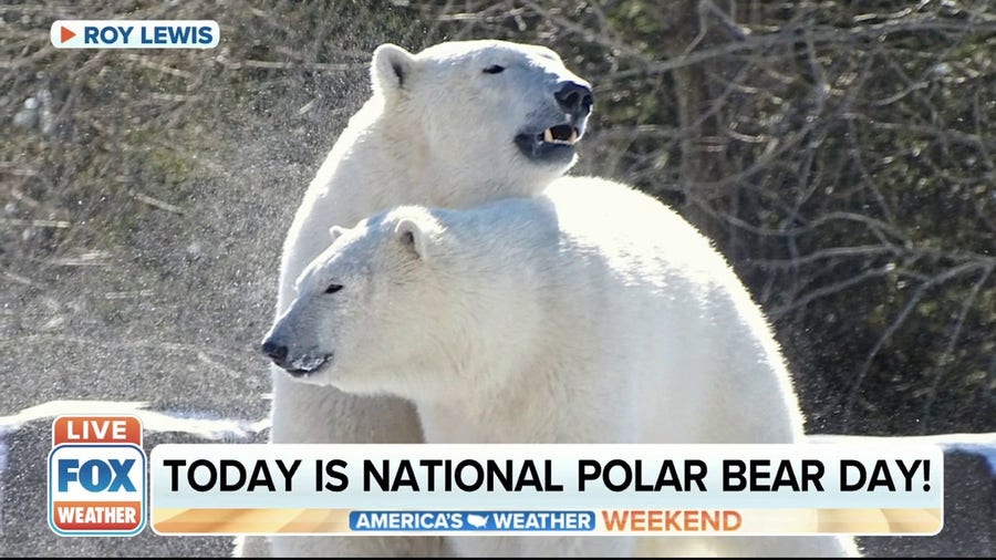 Sunday is International Polar Bear Day