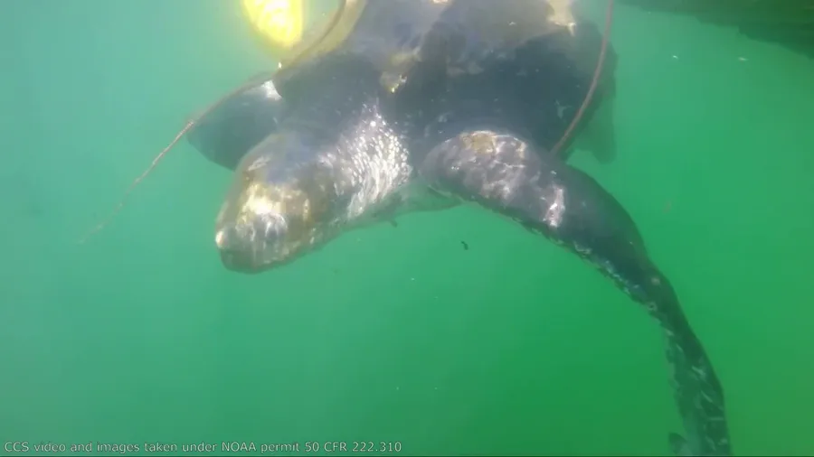 Watch: Center for Coastal Studies rescues entangled sea turtle
