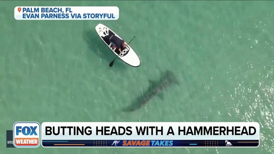 Hammerhead shark swims beneath paddleboarders in Florida