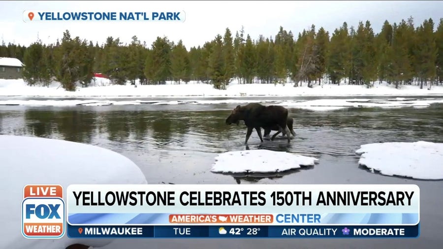 Yellowstone nature: Moose make appearance on FOX Weather