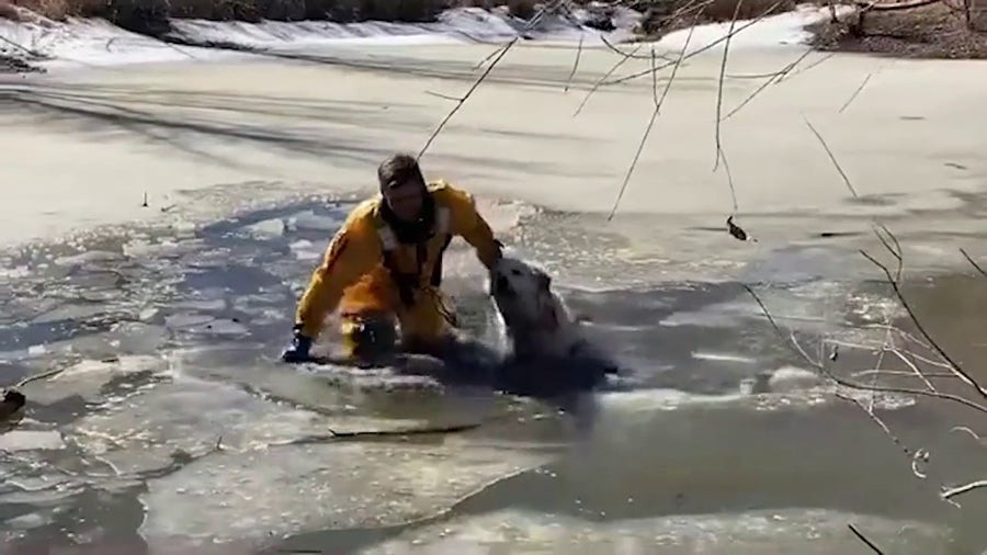 Dog rescued from frozen Colorado pond