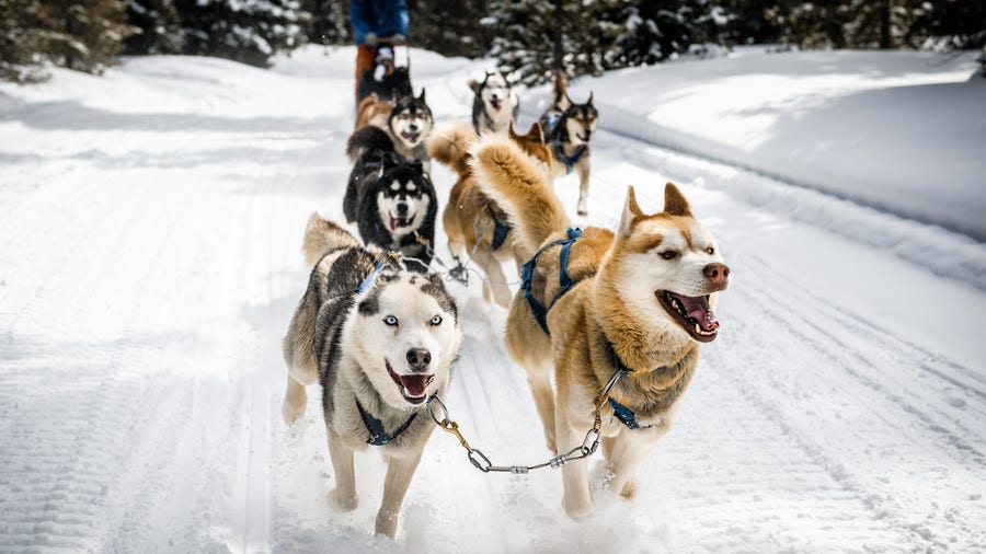 5 amazing facts about the Iditarod sled dogs