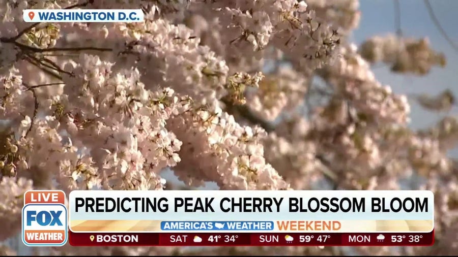 Cherry blossoms at nation's capital offer best cues warm weather is near