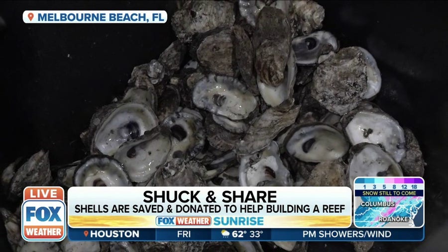 Oyster shells are saved and donated to help build a oyster reef