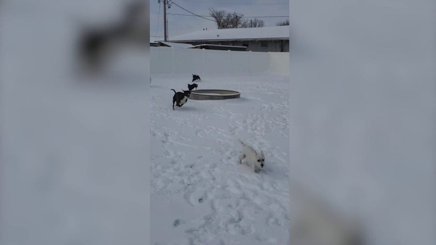 Playful pups enjoy snow in Northeast Kansas