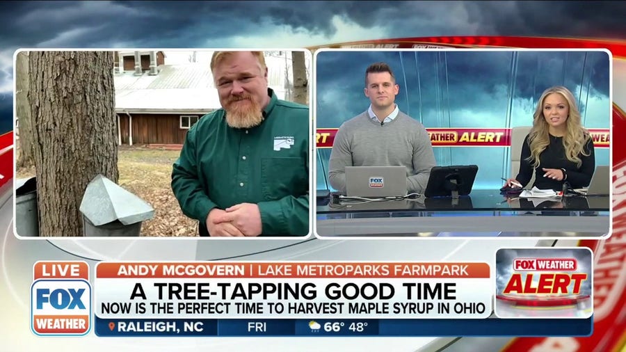 Now is the perfect time to harvest maple syrup in Ohio