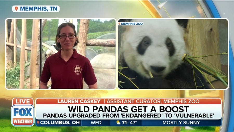 Pandas taken off 'endangered' list and moved to 'vunerable'