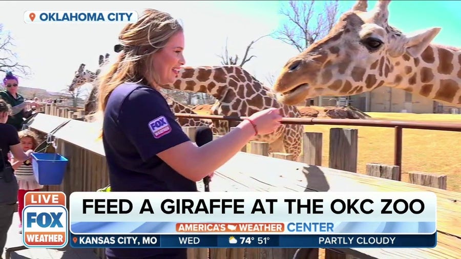 Enjoy the giraffe feeding platform at the Oklahoma City Zoo