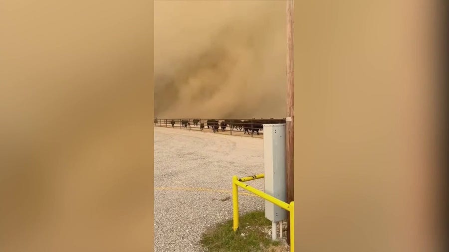 Cattle seen running as wildfire spreads in Texas