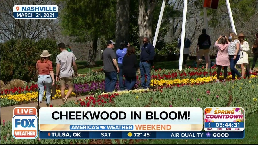Cheekwood in bloom: Historic Nashville estate plants 250,000 tulips for spring