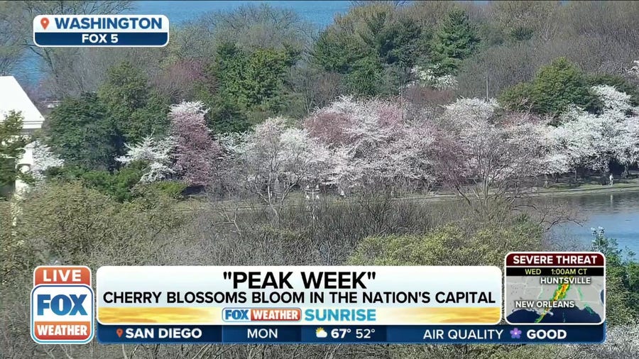Cherry Blossoms begin to bloom in Washington D.C.