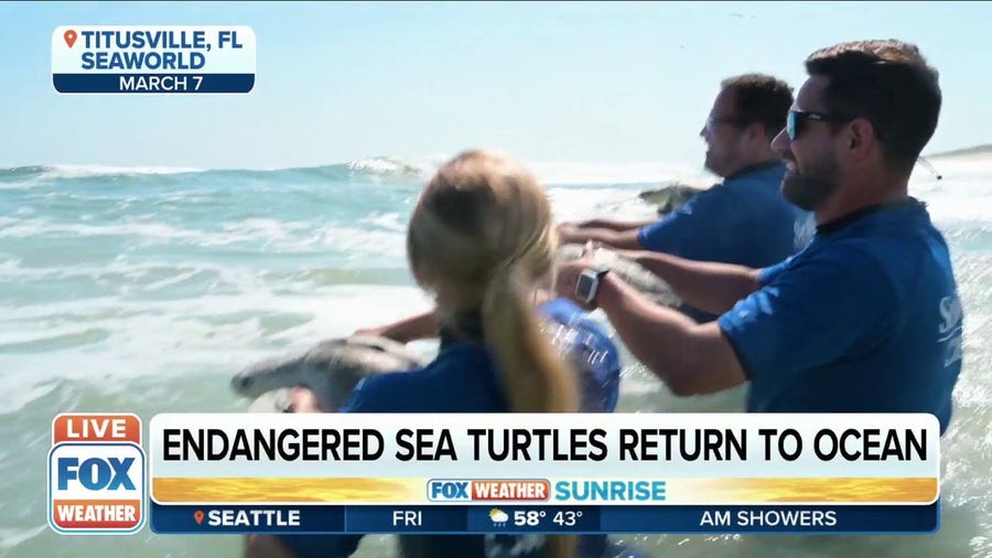 SeaWorld returns critically endangered sea turtles back to ocean