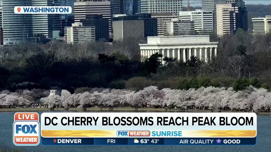 Washington D.C. cherry blossoms reach peak bloom