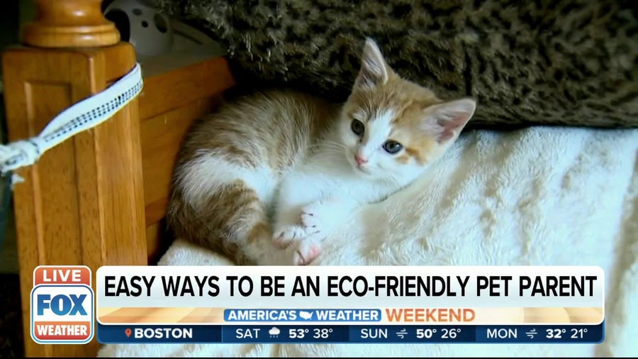 Easy ways to be an eco-friendly pet parent