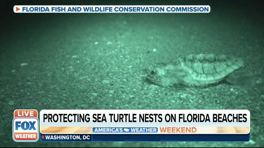 Sea turtle nesting season underway on Florida beaches