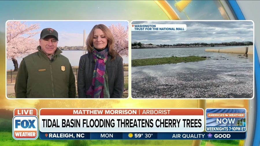 Tidal Basin flooding threatening Cherry Blossom trees in Washington DC