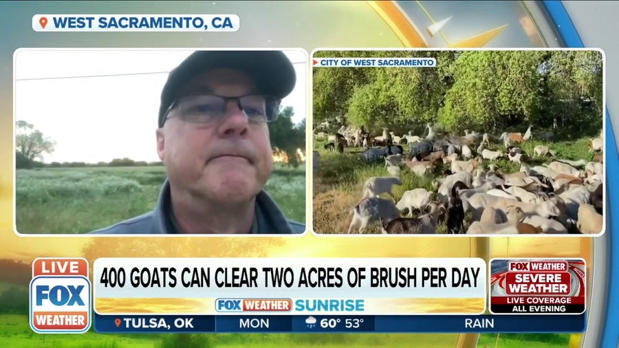 City of West Sacramento uses goats to help prevent wildfires