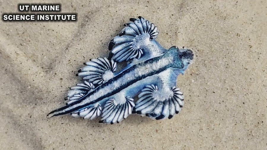 Venomous blue dragons wash on shore along Texas beaches