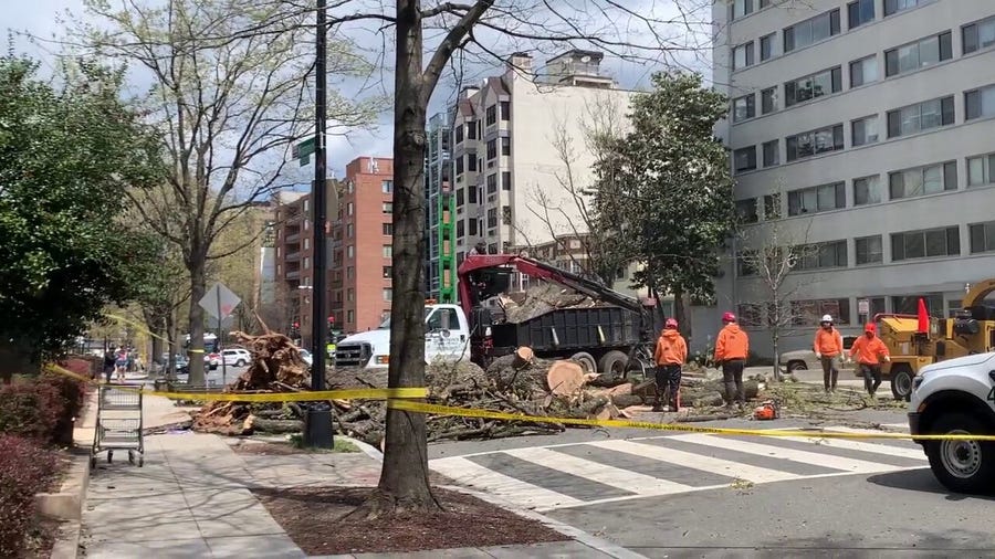 High winds from powerful nor'easter knocks tree down in Washington, DC neighborhood