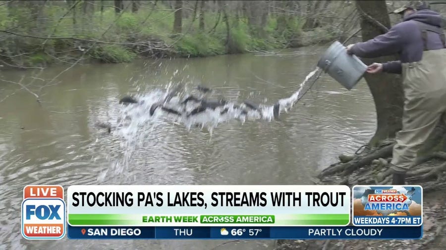 Three million trout are stocked in Pennsylvania's lakes and streams each year