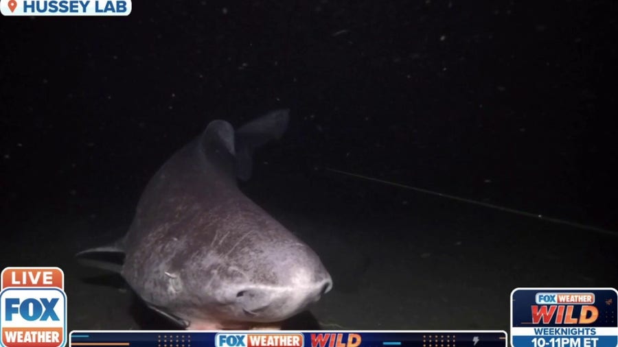 Greenland sharks live for centuries roaming the Arctic Ocean