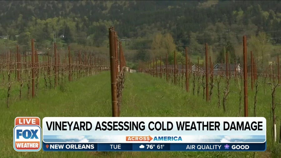 Vineyards out West see damage this spring due to winter weather