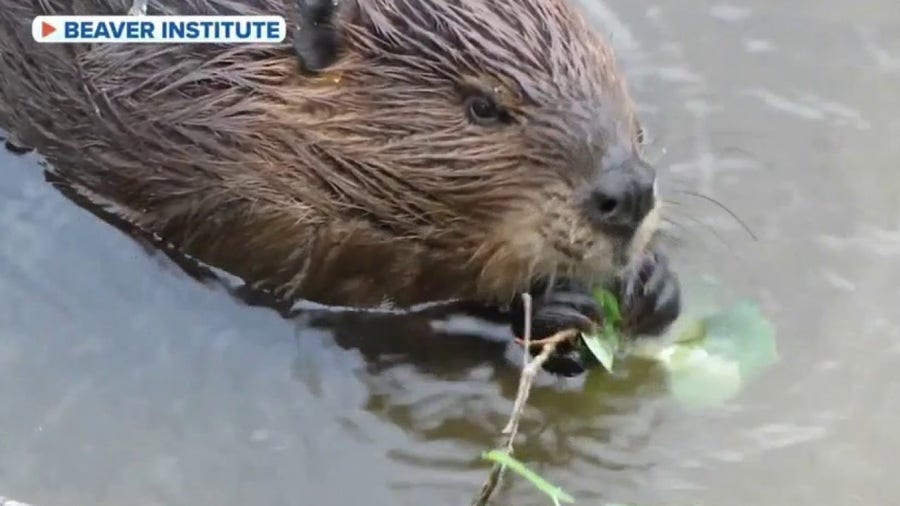 Beavers bring relief to drought-stricken California
