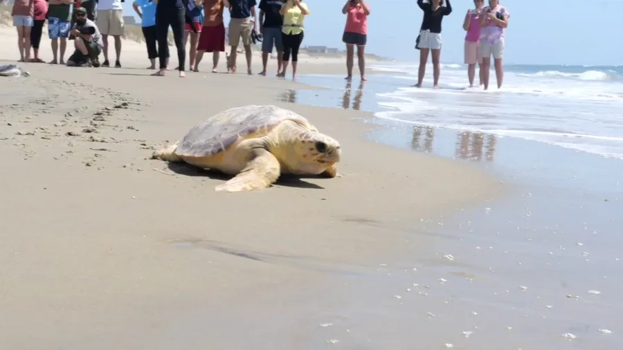 Watch: 26 rehabilitated sea turtles released back into the Atlantic