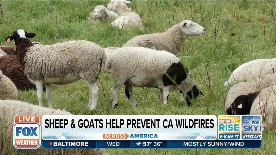 Goats and sheep used to prevent wildfires