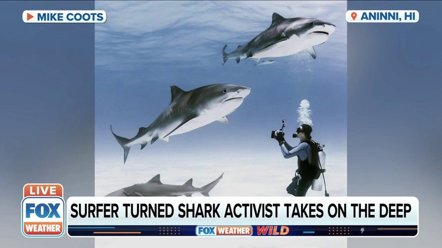 Surfer who lost leg to tiger shark speaks on becoming shark activist
