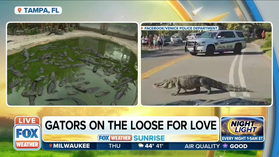 Gator encounters rise on the Gulf Coast of FL as they enter mating season