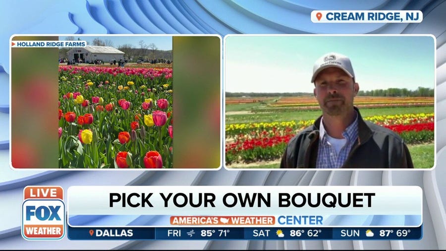 New Jersey tulip farm lets you pick out your own flowers