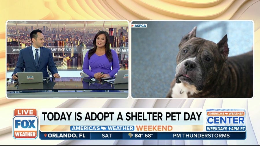 Weather plays a factor in shelters taking in pets