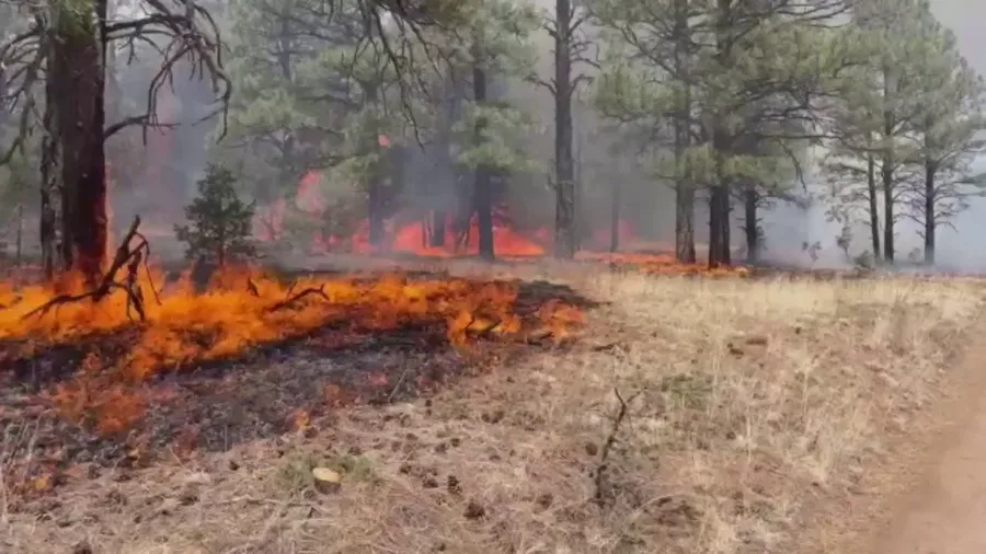 Calf Canyon and Hermits Peak Fire burns New Mexico forest