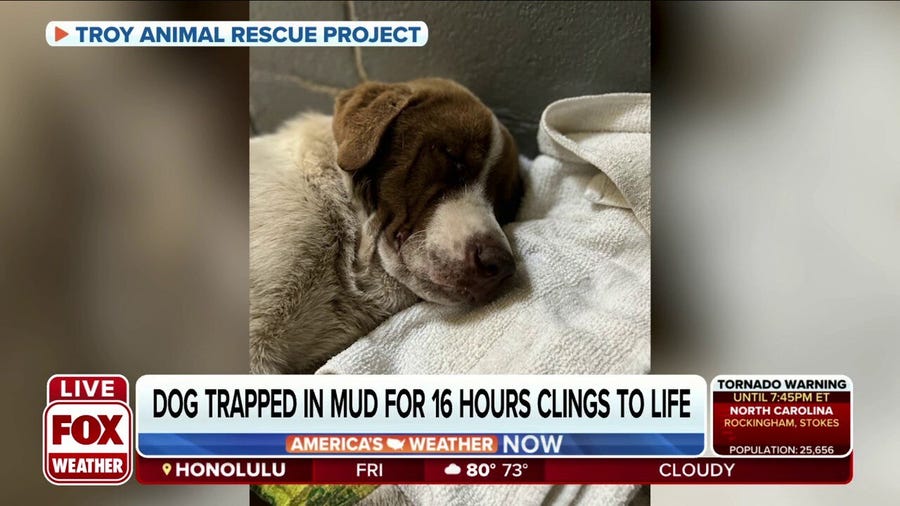 Dog faces long recovery after being rescued from deep mud along Alabama river