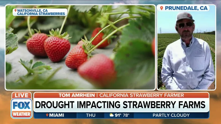 Strawberry farms in California cope with drought