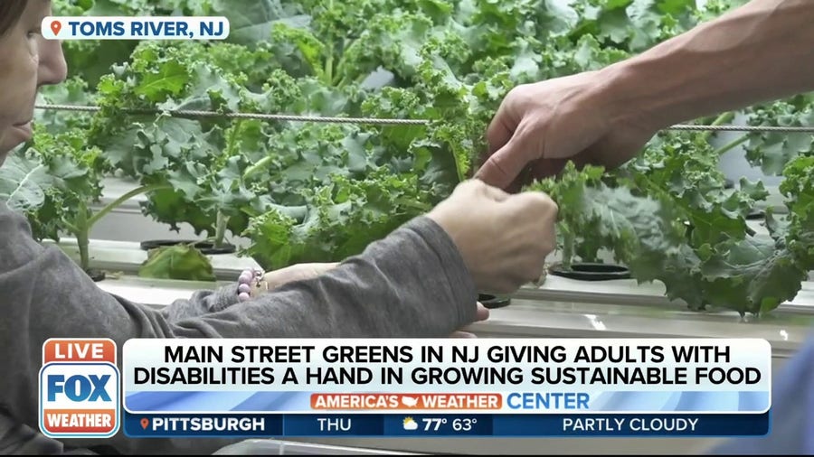 Hydroponic farm in NJ giving job opportunities to adults with disabilities