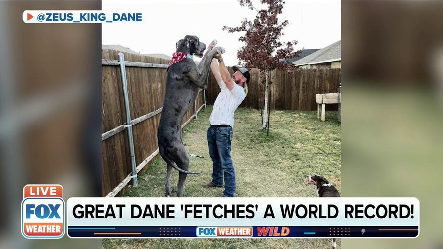 At over 7-feet tall Great Dane holds world record for being tallest dog