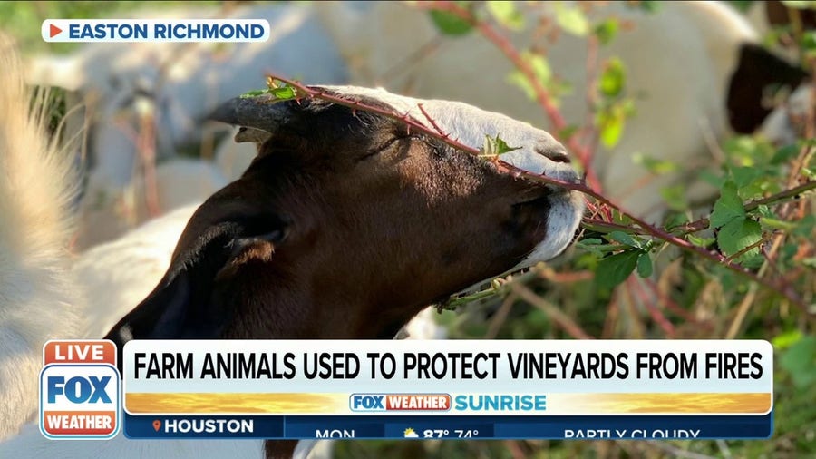 Oregon winery using farm animals to help reduce wildfire risk
